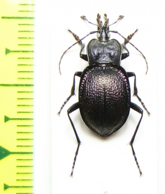 Scaphinotus petersi catalinae  USA - INSECTS-STORE.RU