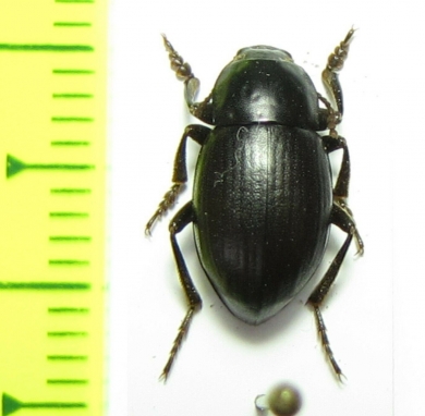 Bioramix espanoli  Pakistan - INSECTS-STORE.RU