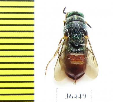 Parnopes grandior  Russia, Tver reg. - INSECTS-STORE.RU