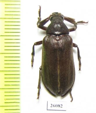 Rhipiceridae sp.  South Africa Rep. - INSECTS-STORE.RU