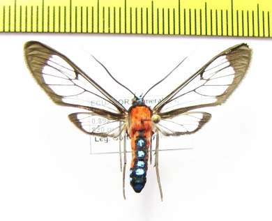 Erebidae sp.  Ecuador - INSECTS-STORE.RU