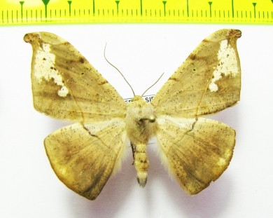 Geometridae sp.  Bolivia - INSECTS-STORE.RU