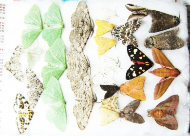 Lepidoptera sp.  Russia, Tver reg. - INSECTS-STORE.RU