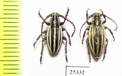 Dorcadion elegans, pair  Russia, Volgograd reg. - INSECTS-STORE.RU
