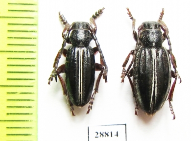 Dorcadion sulcipenne ssp., pair  Georgia - INSECTS-STORE.RU