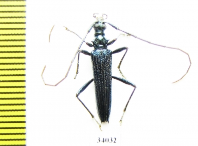 Novantinoe sp.  Ecuador - INSECTS-STORE.RU