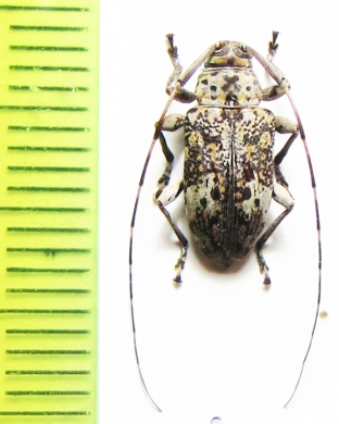 Atrypanius conspersus  Peru - INSECTS-STORE.RU