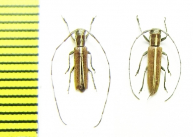 Emphytoecia suturella, pair  Chile - INSECTS-STORE.RU