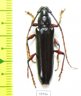 Cerambycidae sp.  Costa Rica - INSECTS-STORE.RU