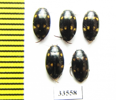 Dytiscidae sp.  Philippines - INSECTS-STORE.RU