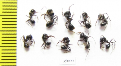 Formicidae sp.  Uzbekistan - INSECTS-STORE.RU