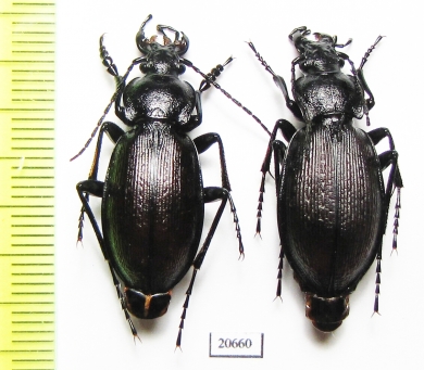 Carabus (Morphocarabus) aeruginosus hermanni, pair  Russia, Sverdlovsk reg. - INSECTS-STORE.RU