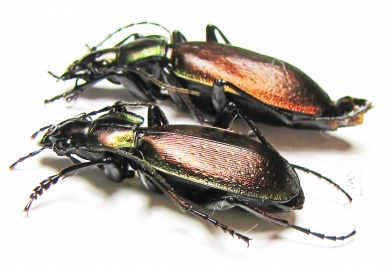 Carabus (Archiplectes) komarowi komarowi, pair  Georgia - INSECTS-STORE.RU
