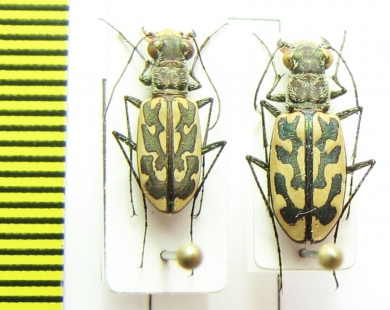 Lophyra neglecta, pair  Kenya - INSECTS-STORE.RU