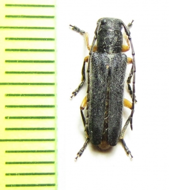 Phytoecia kabateki  Syria - INSECTS-STORE.RU