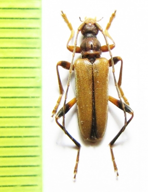 Pidonia lurida  France - INSECTS-STORE.RU