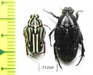 Cetoniinae sp.  Indonesia, Ceram isl. - INSECTS-STORE.RU