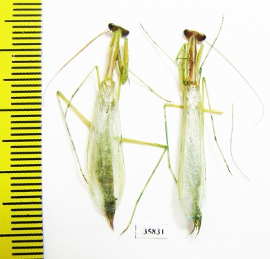 Mantodea sp.  Tanzania - INSECTS-STORE.RU