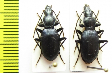 Laemostenus elongatus  Slovenia - INSECTS-STORE.RU