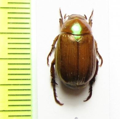 Anomala viridimicans  Vietnam - INSECTS-STORE.RU