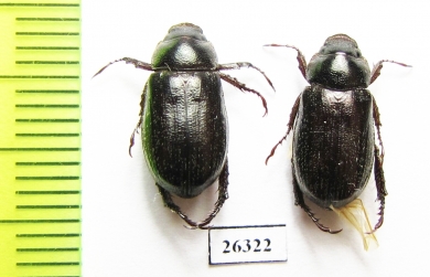 Phaeadoretus iranicus  Iran, Fars prov. - INSECTS-STORE.RU