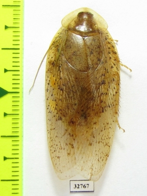 Blattodea sp.  Malaysia, Borneo - INSECTS-STORE.RU