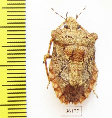 Hemiptera sp.  Thailand - INSECTS-STORE.RU