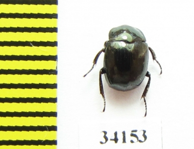 Sphaerites glabratus  Russia, Tver reg. - INSECTS-STORE.RU