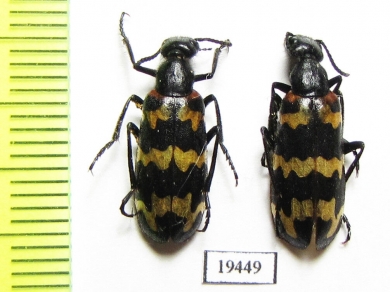 Meloidae sp.  Namibia - INSECTS-STORE.RU