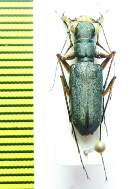 Cicindela pulchella  Nepal - INSECTS-STORE.RU