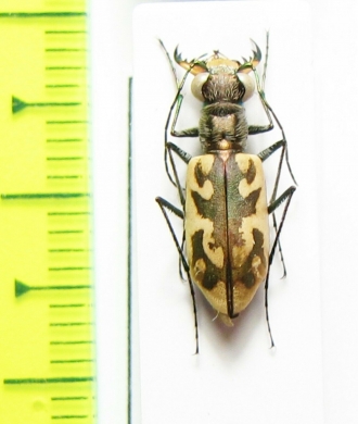Cicindela macra  USA - INSECTS-STORE.RU