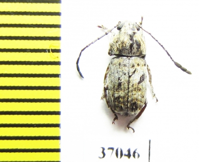 Anthribidae sp.  South Africa Rep. - INSECTS-STORE.RU