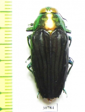 Colobogaster puncticollis  Peru - INSECTS-STORE.RU