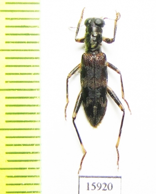 Cleridae sp. Indonesia, Kalimantan - INSECTS-STORE.RU