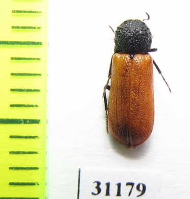 Bostrichus capucinus  Russia - INSECTS-STORE.RU