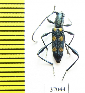 Cerambycidae sp.  South Africa Rep. - INSECTS-STORE.RU