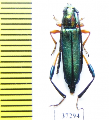 Cerambycidae sp.  South Africa Rep. - INSECTS-STORE.RU