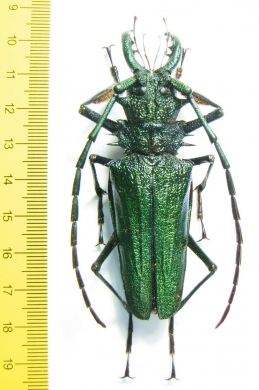 Psalidognathus friendi, male  Colombia 77mm  - INSECTS-STORE.RU