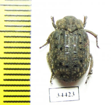 Trogidae sp.  Mali - INSECTS-STORE.RU