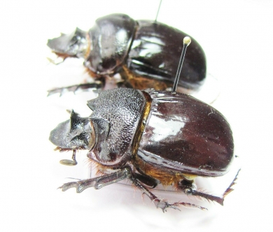 Heliocopris hermes, pair  Kenya - INSECTS-STORE.RU