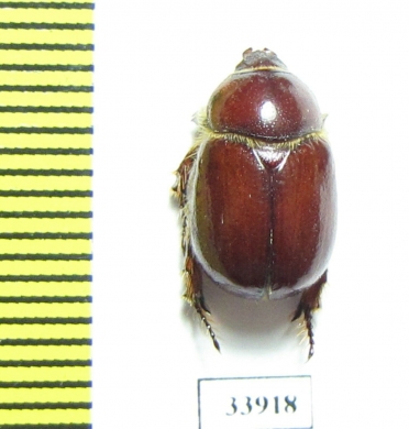 Coptognathus atilla, male  Kazakhstan - INSECTS-STORE.RU