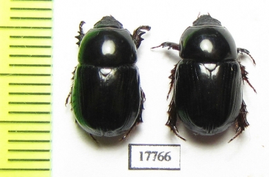 Dynastinae sp., pair  South Africa Rep. - INSECTS-STORE.RU