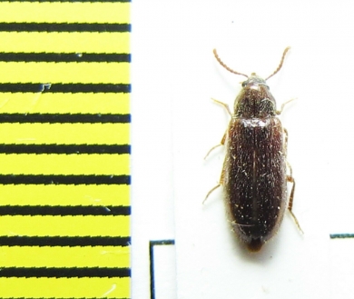 Zilora sericea  Belorussia - INSECTS-STORE.RU