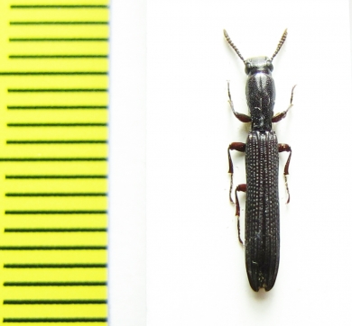 Zopheridae sp.  Malaysia - INSECTS-STORE.RU