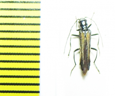 Oedemera pthysica  Slovakia - INSECTS-STORE.RU