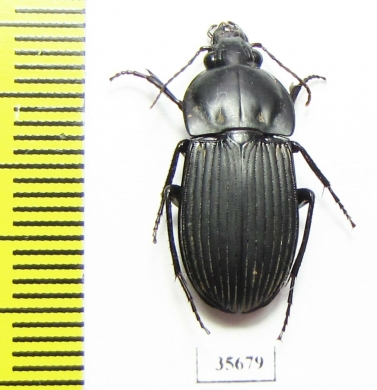Carabidae sp.  Zambia - INSECTS-STORE.RU