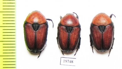 Cetoniinae sp.  Namibia - INSECTS-STORE.RU