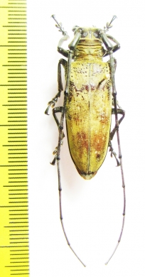 Cerambycidae sp.  Malaysia, Borneo - INSECTS-STORE.RU