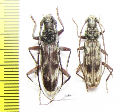 Cerambycidae sp., pair  Thailand - INSECTS-STORE.RU
