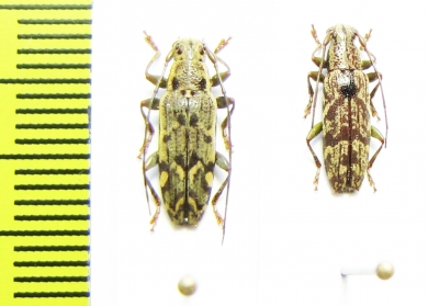 Cerambycidae sp.  Indonesia, Papua - INSECTS-STORE.RU